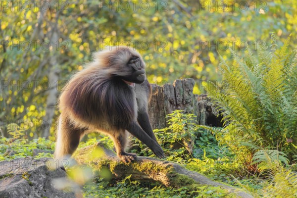 An adult male gelada (Theropithecus gelada), or bloodheart monkey, runs in beautiful light across a green meadow. A green forest can be seen in the background