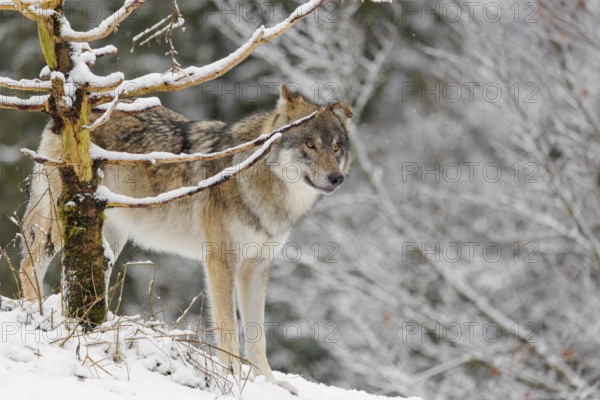 An adult male grey wolves (Canis lupus lupus) stands behind a dead tree on a snow-covered hill on a cold, cloudy day. A forest can be seen in the background