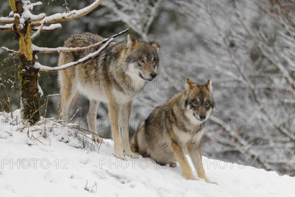 An adult male grey wolves (Canis lupus lupus) and a young one stand behind a dead tree on a snow-covered hill on a cold, cloudy day. A forest can be seen in the background