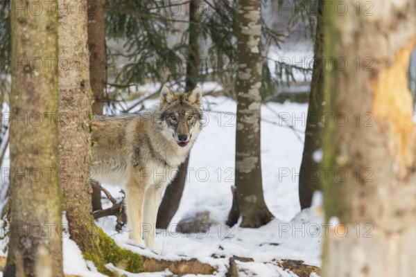 A young grey wolf (Canis lupus lupus) stands on the snowy forest floor on a cold, sunny day