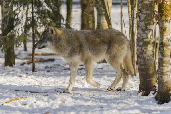 A young grey wolf (Canis lupus lupus) walks across the snowy forest floor on a cold, sunny day