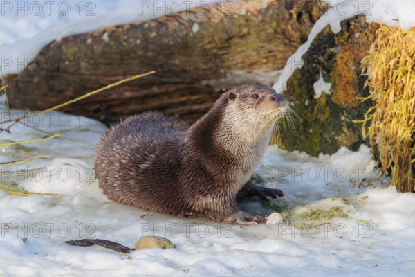 On a sunny day an otter (Lutra lutra) rests in the snow in front of a root of a dead tree