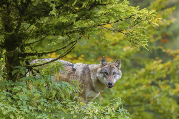 One eurasian gray wolf (Canis lupus lupus) stands on a hill, observing the area. A forest in fall colours in the background