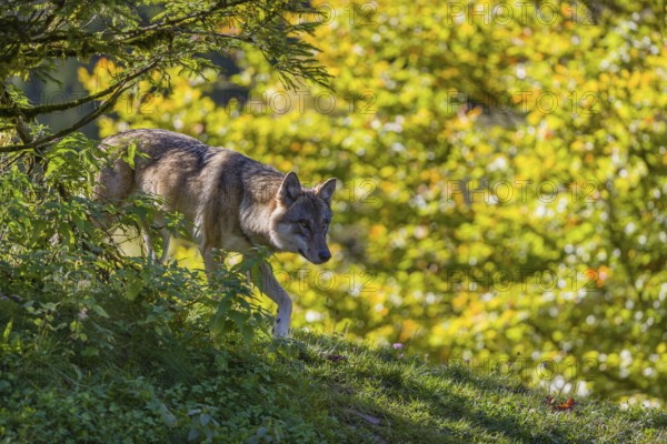 One eurasian gray wolf (Canis lupus lupus) stands on a hill, observing the area. A forest in fall colours in the background