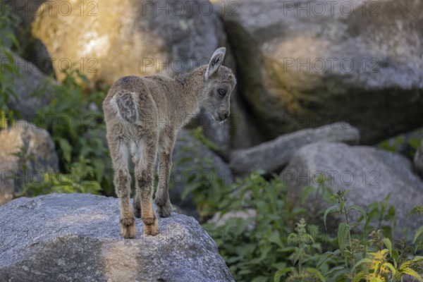 One baby ibex (Capra ibex) walking between rocks. Some green vegetation around