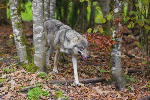 An adult male Eurasian gray wolf (Canis lupus lupus) runs out of a forest