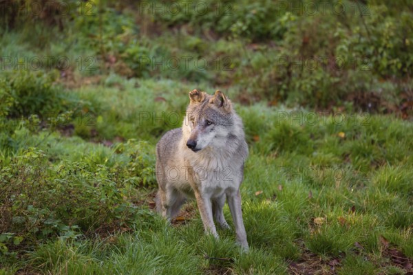 An adult male eurasian gray wolf (Canis lupus lupus) runs through dense vegetation on a green meadow on hilly terrain