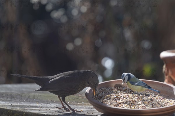 Female blackbird (Turdus merula) and blue tit (Cyanistes caeruleus) at a flower bowl with food, Bavaria, Germany, Europe