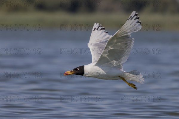 Herring gull (Ichthyaetus ichthyaetus), flying over the water, Danube Delta, Romania, Europe