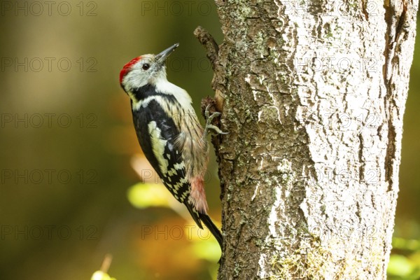 Middle spotted woodpecker (Dendrocopus medius) Germany