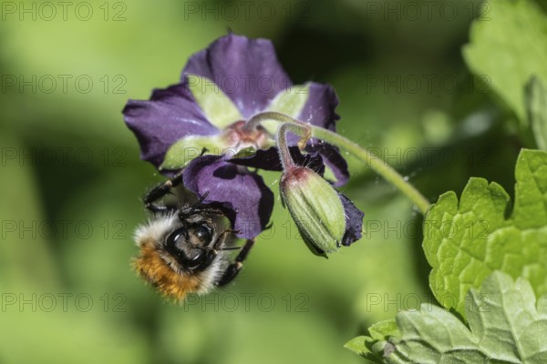 Field bumblebee (Bombus pascuorum) on cranesbill (Geranium phaeum), Emsland, Lower Saxony, Germany, Europe