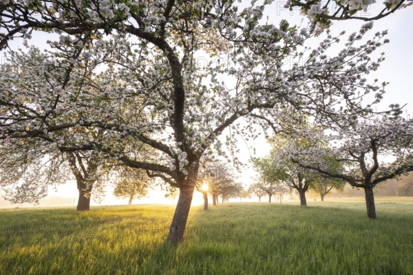 Fresh blossom, morning light, ground mist... simply magical! Foothills orchard meadow in bloom - apple tree avenue in the morning light with ground mist