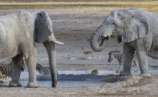 Elephants in Etosha National Park, Namibia, Africa