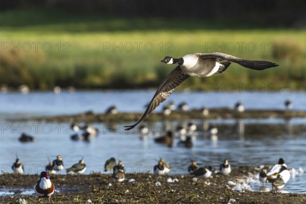 Canada Goose, Branta canadensis bird in flight over winter Marshes, Devon, England, United Kingdom, Europe