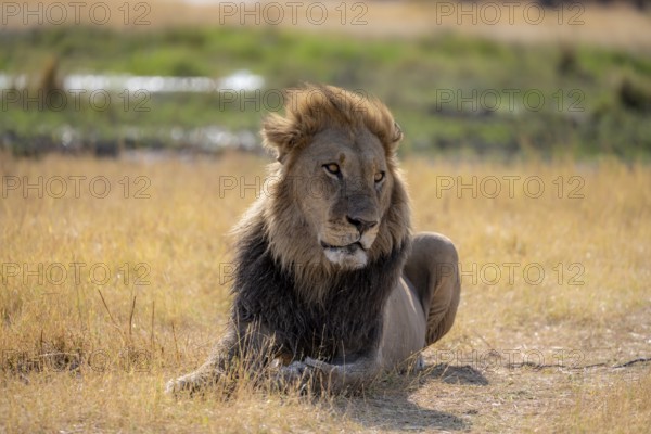Lion (Panthera leo), adult male, lying in dry grass, Khwai, Okavango Delta, Moremi Game Reserve, Botswana, Africa