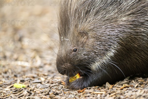 Old World porcupines (Hystrix cristata), Germany, Europe