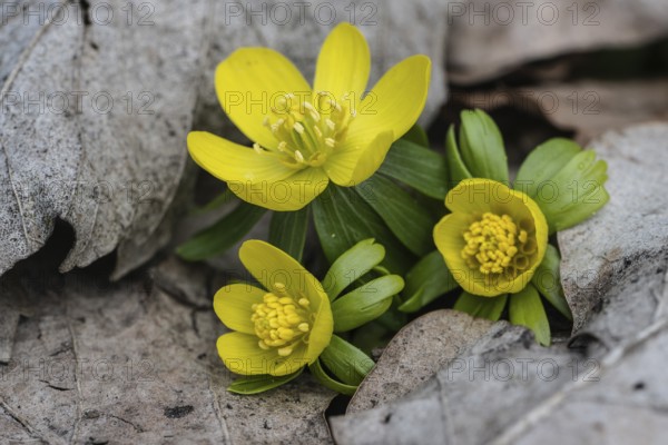Winter aconite (Eranthis hyemalis), Emsland, Lower Saxony, Germany, Europe