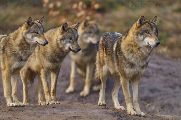 Wolf (Canis lupus), four wolves standing together on a hill in a natural environment, Germany, Europe