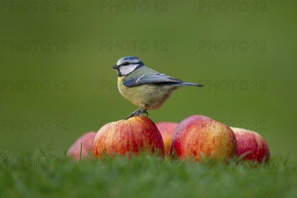 Blue tit (Cyanistes Caeruleus) adult bird on a pile of apples on a garden grass lawn, England, United Kingdom, Europe