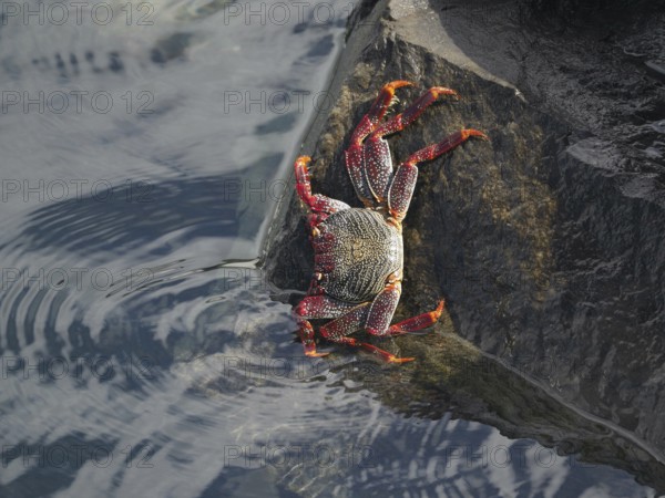 Red rock crab (Grapsus adscensionis) with red legs moving on a rock at the water's edge, Puerto de Santiago, Tenerife, Canary Islands, Spain, Europe