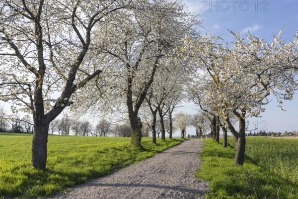 Old cherry tree avenue (Prunus) in bloom, Klipphausen, Saxony, Germany, Europe
