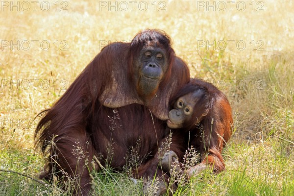 Borneo Orang Utan (Pan Paniscus), adult, female, mother, juvenile, suckling, on ground, social behaviour, endangered species, captive, Borneo, Malaysia, Asia