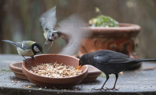 Great tit (Parus major) and blackbird (Turdus merula) foraging from a flower bowl, Bavaria, Germany, Europe