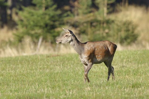 Red deer (Cervus elaphus) female, doe in a forest clearing, wildlife, Sauerland, North Rhine-Westphalia, Germany, Europe