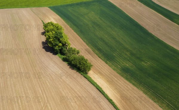 Drone view, group of trees on a ploughed field, agricultural landscape, Innviertel, Upper Austria, Austria, Europe