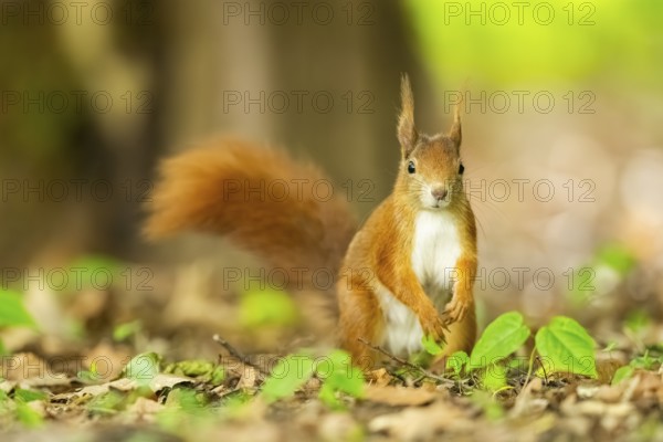 Red squirrel (Sciurus vulgaris) in a forest, Bavaria, Gernany