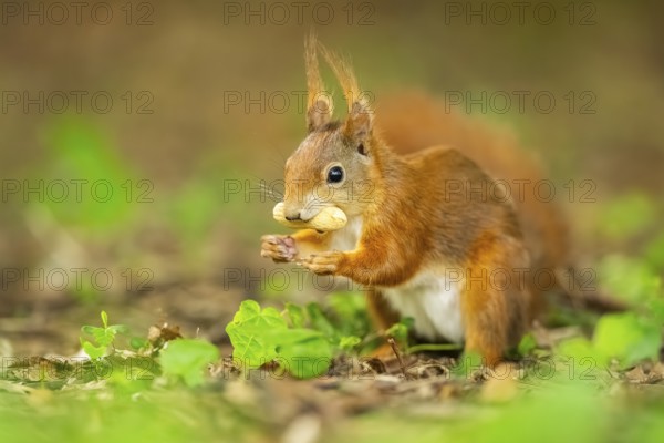 Red squirrel (Sciurus vulgaris) in a forest, Bavaria, Gernany