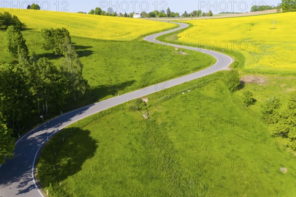 Aerial view of the winding serpentine road between blossoming rapeseed fields from Reifland to Rauenstein, Pockau-Lengefeld, Erzgebirge, Saxony, Germany, Europe