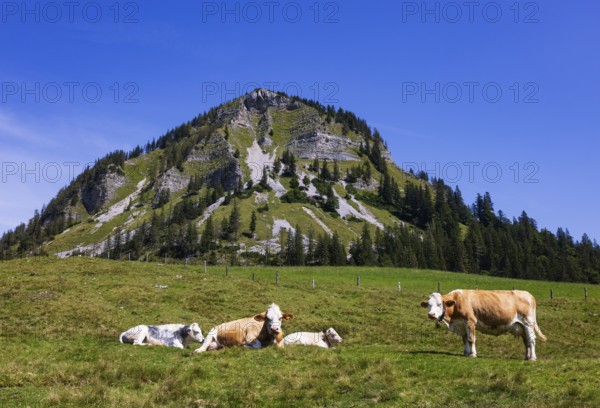 Herd of cattle on the Genneralm with Holzeck, Osterhorn group, Salzkammergut, Salzburg province, Austria, Europe