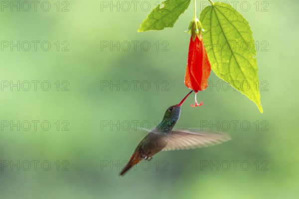 Brown-tailed Amazon (Amazilia tzacatl), Hummingbird (Trochilidae), Swiftbirds (Apodiformes), Laguna del Lagarto Lodge, Alajuela, Costa Rica, Central America