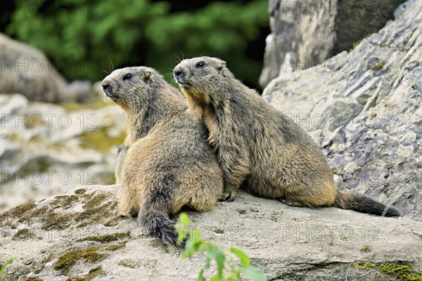 Two alpine marmots (Marmota marmota), sitting on rocks, Switzerland, Europe