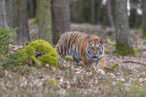 One young female Siberian Tiger, Panthera tigris altaica, running thru a forest