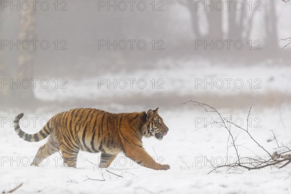 One young Siberian Tiger, Panthera tigris altaica, running thru an open forest with dense fog in the background