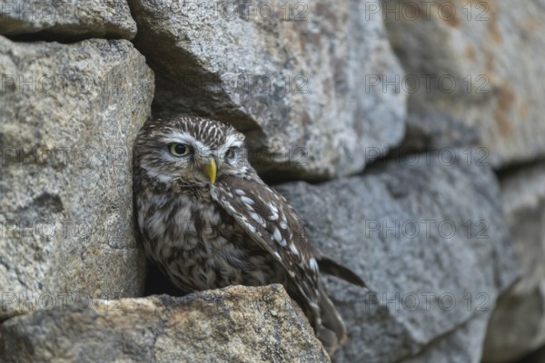 One little owl (Athene noctua) sitting on a stone inside the ruins of an ancient castle