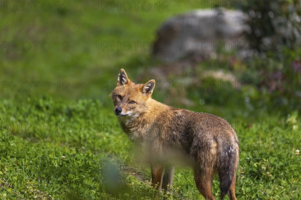 One golden jackal (Canis aureus) standing on green grass on a sunny day