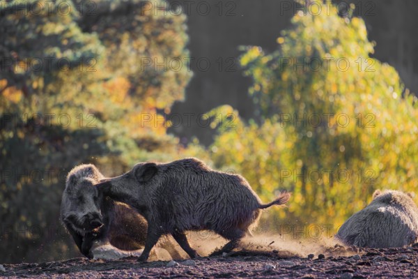 Two wild boars or wild pigs (Sus scrofa) fight in a clearing on hilly terrain. In the background you can see a forest in the fall foliage