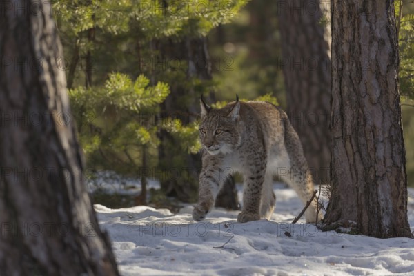 One young male Eurasian lynx, (Lynx lynx), walking over a snow covered forest ground in early morning light