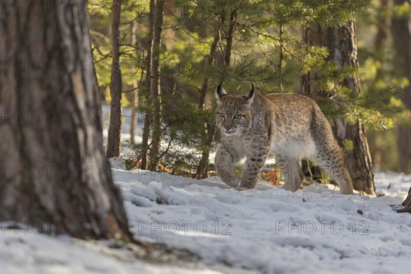 One young male Eurasian lynx, (Lynx lynx), walking over a snow covered forest ground in early morning light