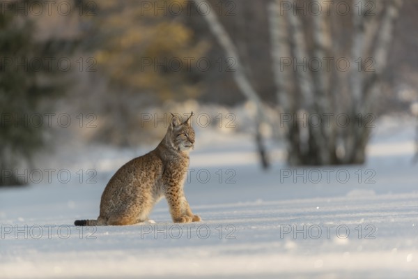 One young male Eurasian lynx, (Lynx lynx), sitting on a snow covered meadow with a forest in the background in early morning light
