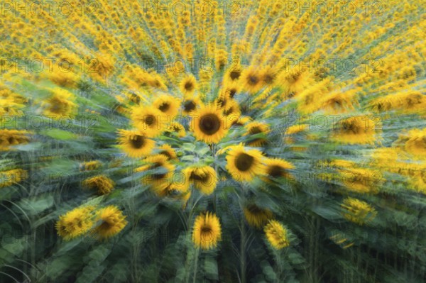 Sunflowers (Helianthus annuus), an abstract image of a crop of flowering plants, Hesse, Germany, Europe