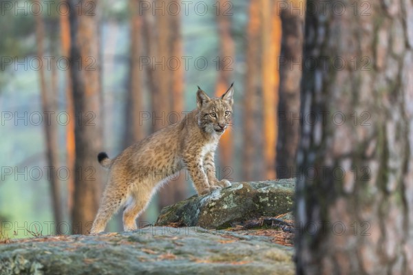 One young Eurasian lynx, (Lynx lynx), standing on a rock in a forest. Early morning light at sunrise. Trees in the background