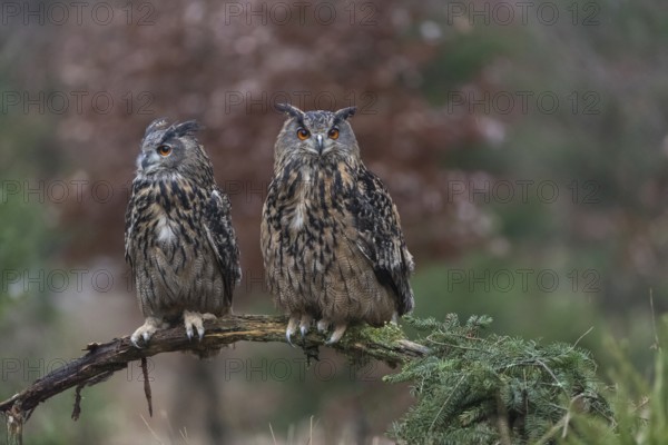 One female and one male Eurasian Eagle Owl, Bubo bubo, perched on a branch. A forest in autumn colors in the background
