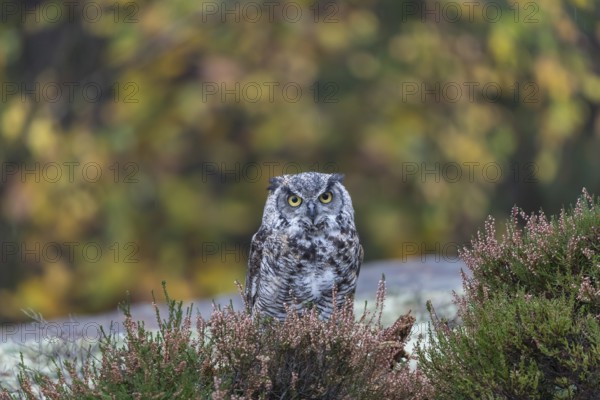 One adult Great horned owl (Bubo virginianus) sitting on the ground between heather. A forest in green and yellow autumn colors in the background