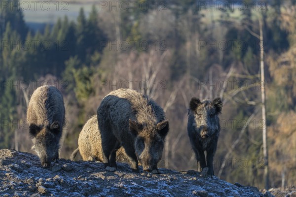 Four wild boar or wild pig (Sus scrofa) standing on a small hill on an opening. First sweet morning light, a forest in the background