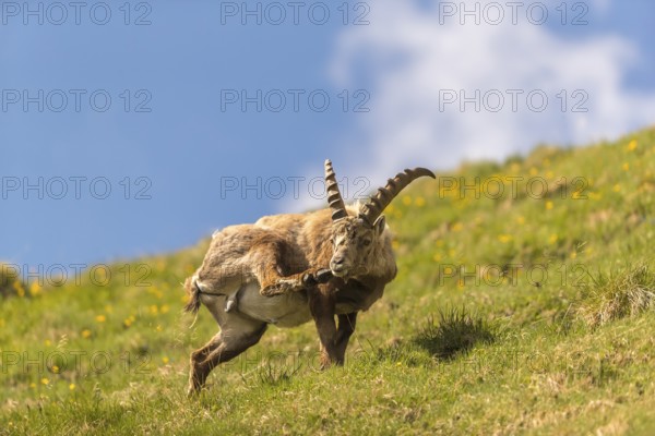 Oneyoung adult ibex (Capra ibex) standing on a steep green meadow with blue sky in the background, and scratching hmself, on 2500 m sea level in the Hohe Tauern National Park
