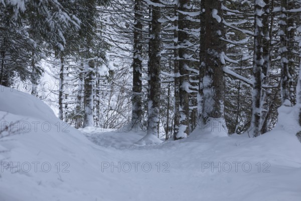 Snow covered way through a forest on an overcast day